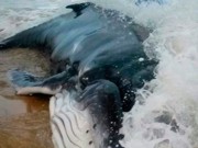 Baleia jubarte de quatro metros morre após encalhar no litoral Sul do RN