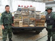 PM flagra comércio ilegal de pássaros silvestres em Itabaiana e Aracaju