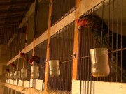 Polícia Civil fecha rinha de galo e apreende animais em Jardinópolis, SP