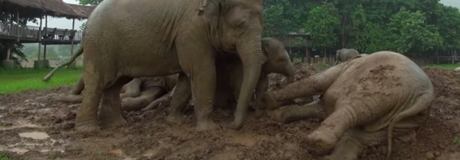 Vídeo: Elefantes resgatados de maus-tratos se divertem na chuva pela primeira vez