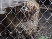 Vídeo: 132 cães são resgatados de fábrica de filhotes nos EUA