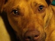 Policiais nos EUA são julgados por matar cão a tiros; advogado crê em premeditação