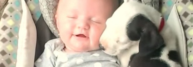 Vídeo: A amizade entre recém-nascida e filhote de pitbull