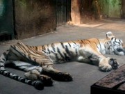 Zoológico nega maus-tratos a tigre que é só pele e osso