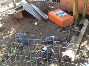 118 animais foram encontrados mortos em praça de Cabo Frio, no RJ