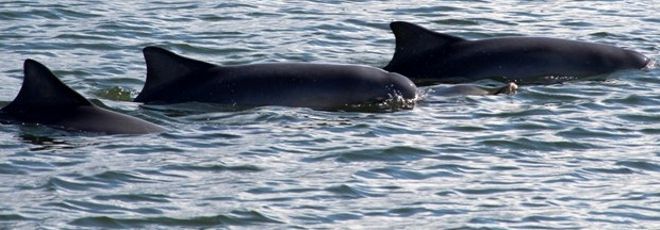 Porto monitora animais marinhos na Baía de Paranaguá, no PR