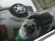 Equipamento obrigatório salva cão de acidente na Beira-Mar, em Florianópolis
