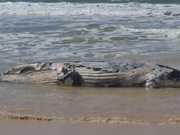 Filhote de baleia jubarte é encontrado morto e encalhado em praia de SC