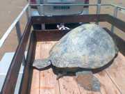 Empresário resgata tartaruga verde em Feliz Deserto: ‘queriam comê-la’