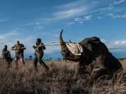 Temendo a caça, parque nacional realoca rinocerontes na África do Sul