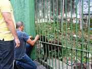 ONG e Batalhão Ambiental resgatam cães abandonados em Manaus