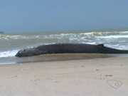 Baleia encalha e morre em praia de Itapemirim, ES