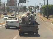 Em São Luís (MA), jumento circula em carroceria de carro sem proteção