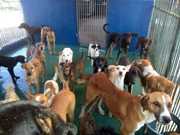 População pode cadastrar animais para castração gratuita em Itaúna, MG