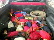 Dois homens são presos na fronteira de MT com 34 galos para rinha