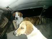 Polícia encontra sete cães usados em caça dentro de carro, no Paraná