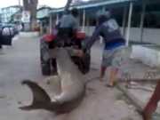 Tubarão martelo é arrastado na rua e morto em Guaratuba, PR