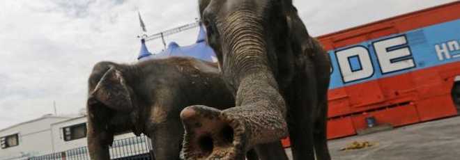 ‘O grande circo místico’ em Portugal irrita defesa dos animais