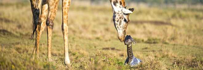 Veja o momento único em que girafa dá à luz em reserva no Quênia