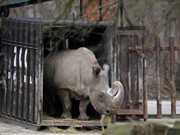 Rinoceronte-branco-do-norte está à beira da extinção