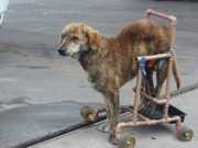 Com cadeira de rodas improvisada, cão chama atenção no litoral do RS
