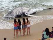 Filhote de baleia jubarte é encontrado morto em praia de Florianópolis