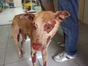 Cão é encontrado com 80% do corpo queimado, em Joaçaba, SC