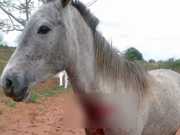 Mais um cavalo morre por maus-tratos e abandono, em Garça, SP