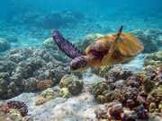 Tartarugas marinhas são encontradas mortas em Ilhabela, SP