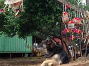Promotoria pede retirada de 400 cães abandonados de aldeia indígena em SP