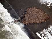 Aquecimento global faz 35 mil morsas se aglomerarem em praia