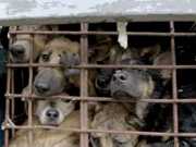 Indústria de carne de cachorro cresce com roubo de animais no Vietnã