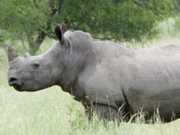 População de rinocerontes brancos cai para 6 animais