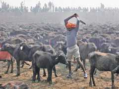 Ritual hindu sacrificará 500 mil animais no sul do Nepal; vídeo
