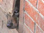 Associação de Proteção aos Animais pode encerrar atividades em Araguari, MG