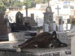 Lei pode permitir que animais sejam enterrados com seus tutores em cemitérios de Niterói, RJ