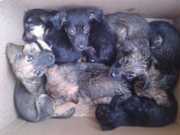 Sete filhotes de vira-lata são deixados dentro de caixa na chuva em Tambaú, SP