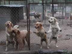 ONG invade fazenda de filhotes de cachorro na Austrália
