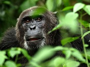 Ebola já matou um terço dos gorilas e chimpanzés no mundo