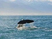 Argentina coloca 9 baleias-francas-austrais para adoção