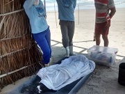 Filhote de peixe-boi é encontrado encalhado na praia de Icapuí, CE