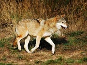 Grandes carnívoros, como o lobo, estão de volta à Europa