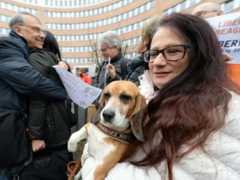 Funcionários de empresa que criava beagles para experimentação são condenados pela Justiça italiana