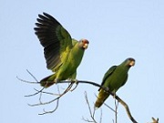 Papagaio-de-cara-roxa sai da lista de espécies ameaçadas de extinção