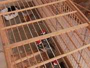 Cerca de 100 aves silvestres são apreendidas pela PM em Caruaru