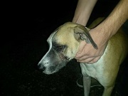 Homem é autuado por maus-tratos ao bater no cachorro do vizinho em Londrina, PR