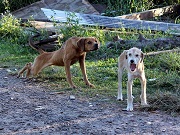 ‘Canil de passagem não é depósito de animais’, diz coordenadora de Defesa do Animal em União de Vitória, PR