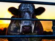 ‘Cowspiracy’: O documentário que anda a fazer veganos vai ser exibido em Lisboa