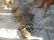 Agredido a pauladas, jacaré é resgatado em praia na Ilha do Governador, RJ