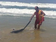 Bombeiro ajuda tubarão a voltar para o mar no Farol de Santa Marta, SC
